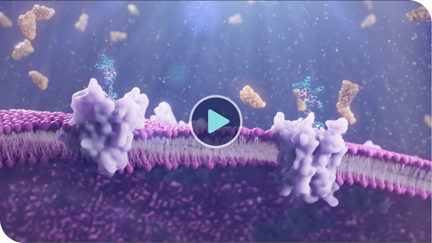 Video image