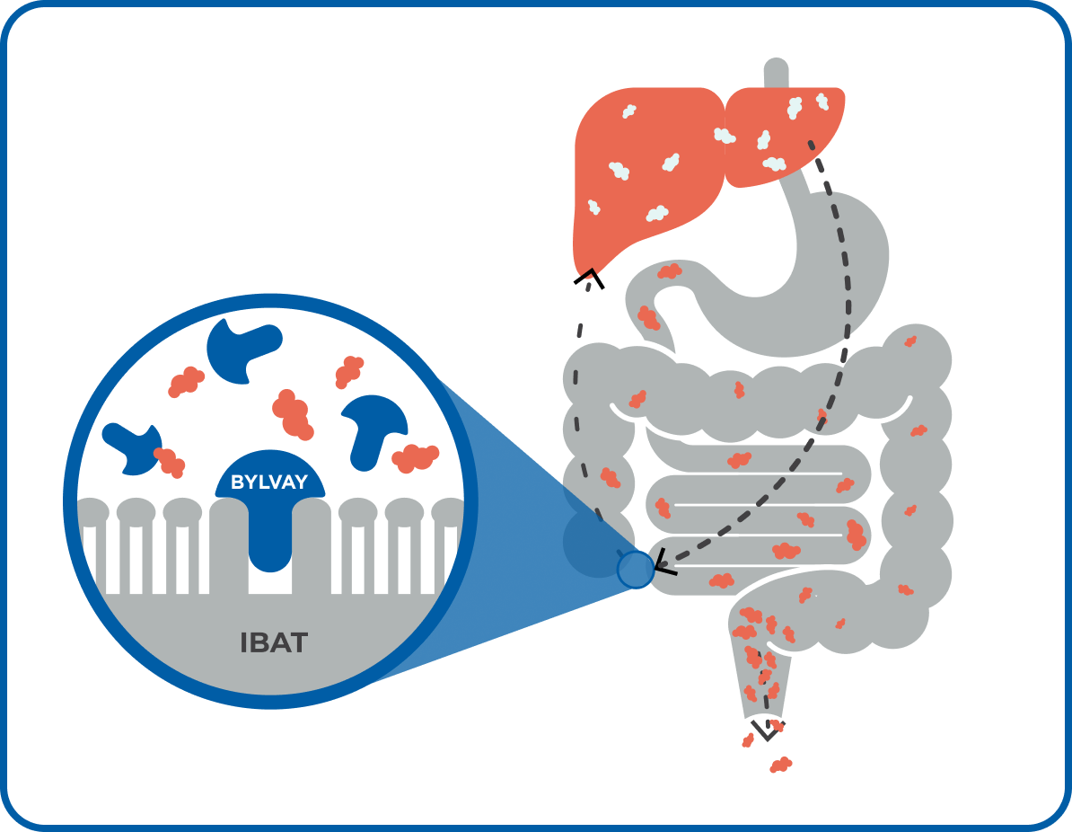 Diagram of BYLVAY acting on IBAT.